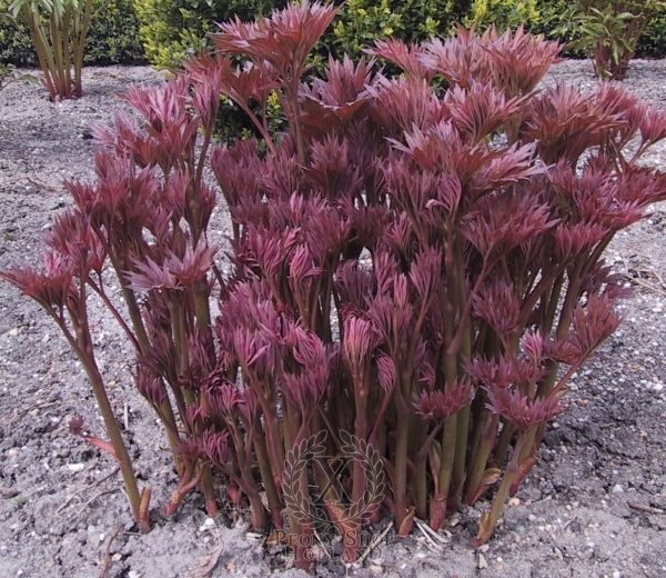 Peony Bartzella, image 6 of 8