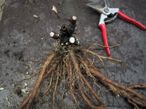 Thumbnail of Peony Bartzella, image 8 of 8