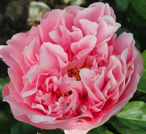 Thumbnail of Peony Bashful Queen, image 1 of 2