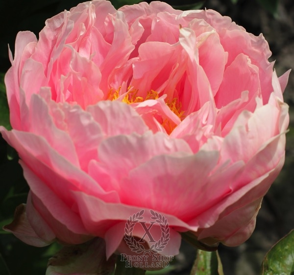 Peony Bashful Queen, image 2 of 2