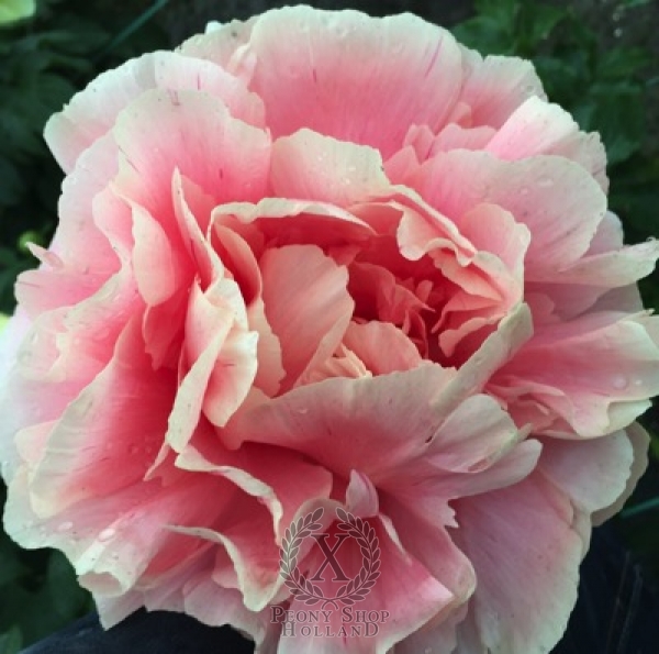 Peony Batavian Cohort®, image 1 of 1