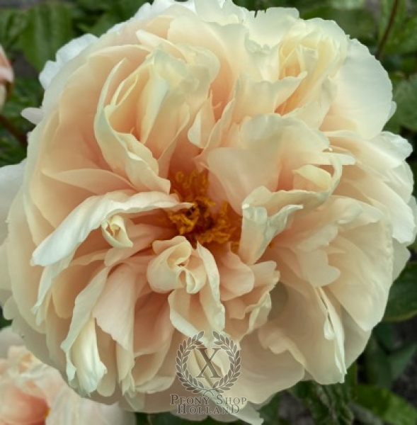 Peony Batavian Uprise®