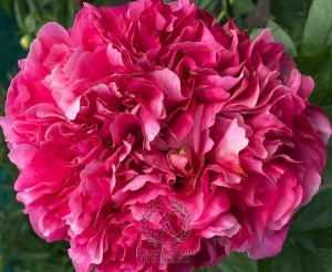 Thumbnail of Peony Baths of Boreas®, image 1 of 3