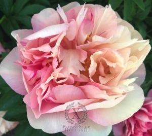 Thumbnail of Peony Baths of Boreas®, image 2 of 3