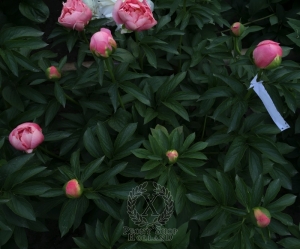 Thumbnail of Peony Baths of Boreas®, image 3 of 3