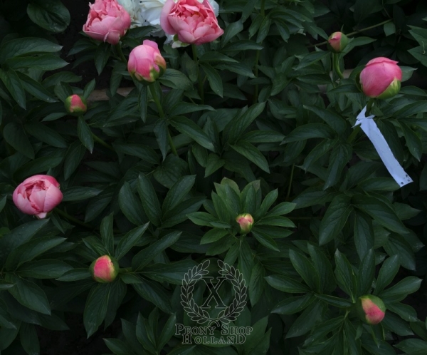 Peony Baths of Boreas®, image 3 of 3