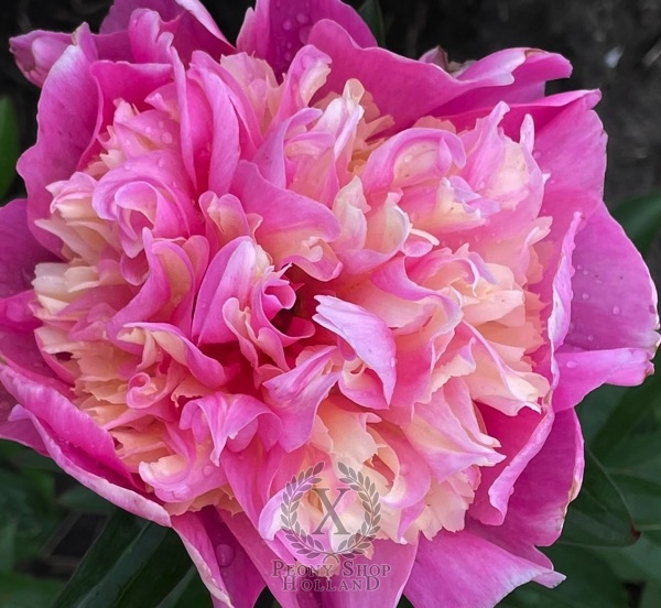 Peony Beautiful Senorita