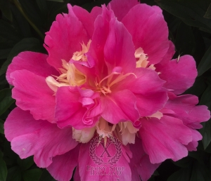 Thumbnail of Peony Beautiful Senorita, image 2 of 3