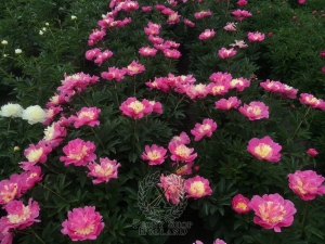 Thumbnail of Peony Beautiful Senorita, image 3 of 3