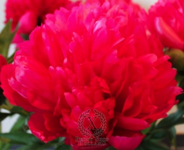 Peony Belgravia