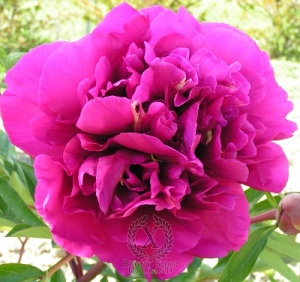 Thumbnail of Peony Belle Toulousaine, image 1 of 1
