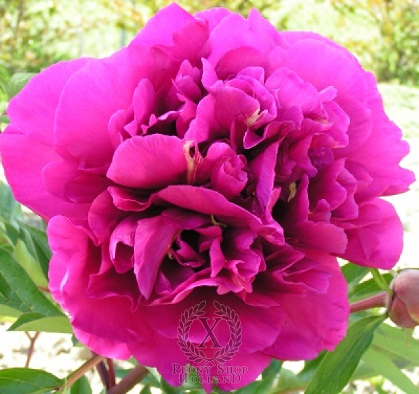 Peony Belle Toulousaine, image 1 of 1