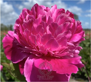 Thumbnail of Peony Belleville, image 1 of 1