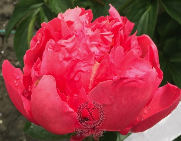 Peony Bellona