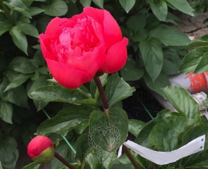 Thumbnail of Peony Bellona, image 2 of 9