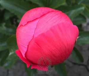 Thumbnail of Peony Bellona, image 4 of 9