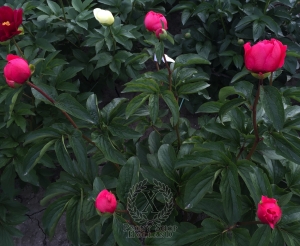 Thumbnail of Peony Bellona, image 5 of 9