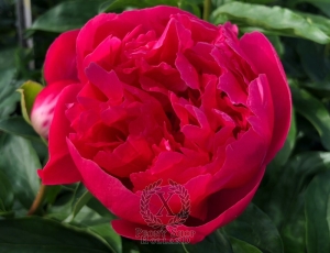 Thumbnail of Peony Bellona, image 7 of 9