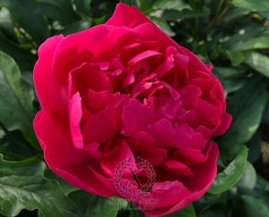 Thumbnail of Peony Bellona, image 8 of 9