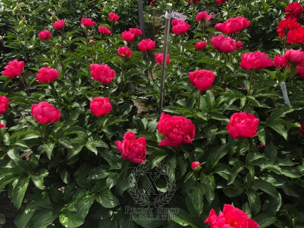 Peony Bellona, image 9 of 9