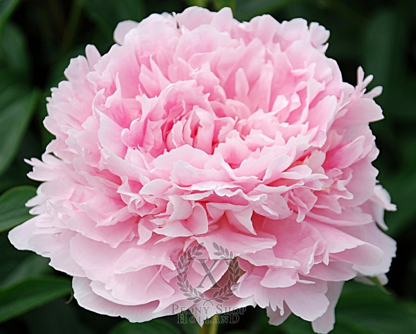 Peony Bessie, image 1 of 1