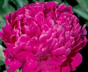 Thumbnail of Peony Best Man, image 1 of 1