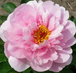 Thumbnail of Peony Bethie, image 1 of 1