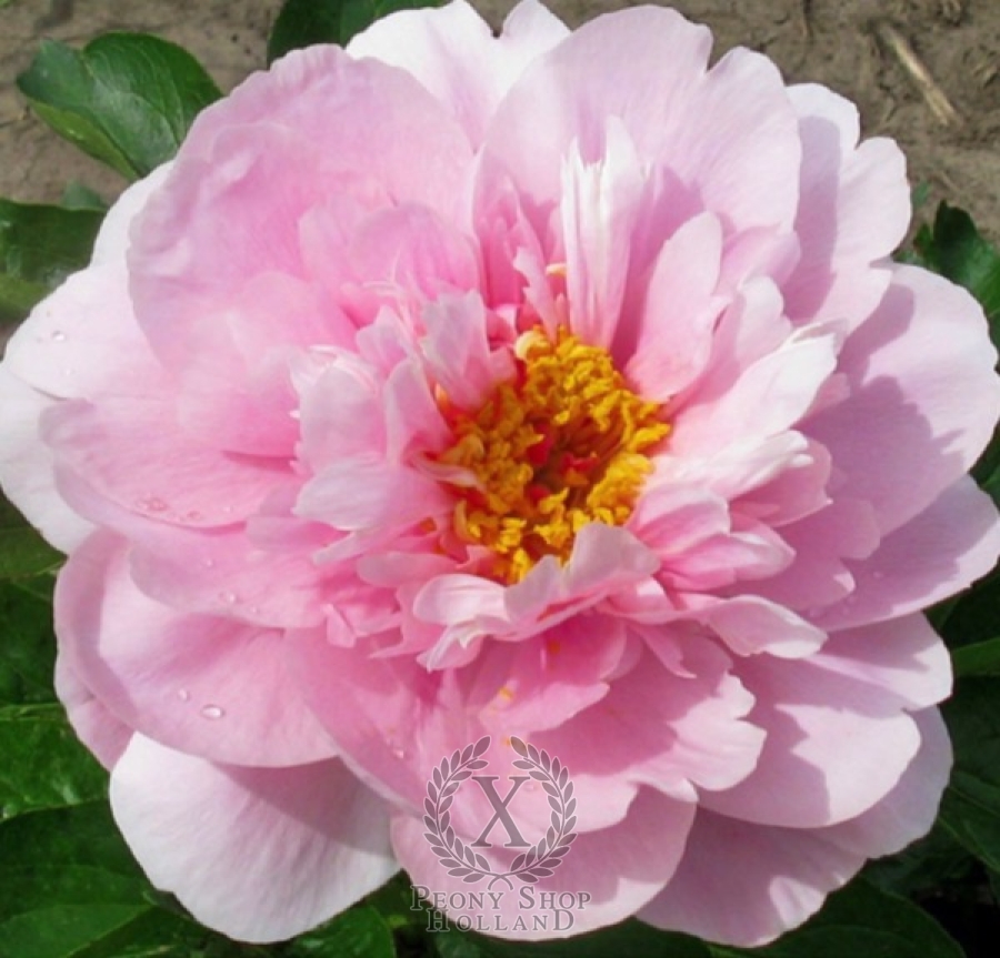 Peony Bethie at peony nursery