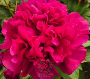 Thumbnail of Peony Big Ben, image 1 of 4