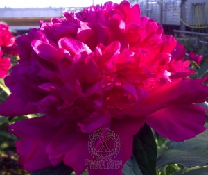 Thumbnail of Peony Big Ben, image 2 of 4