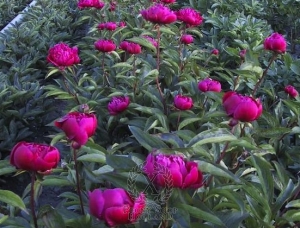 Thumbnail of Peony Big Ben, image 3 of 4