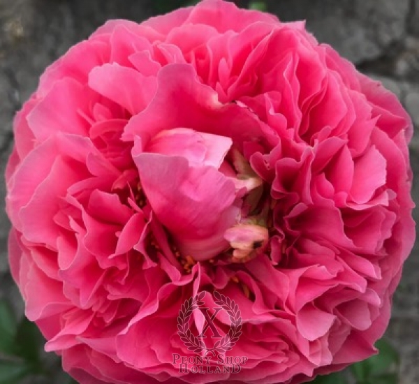 Peony Birth of Venus®