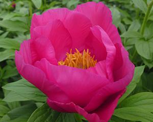 Thumbnail of Peony Birthday, image 1 of 1