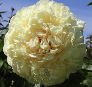 Thumbnail of Peony Blonde Vision, image 1 of 1