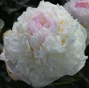 Thumbnail of Peony Blush Queen, image 1 of 1