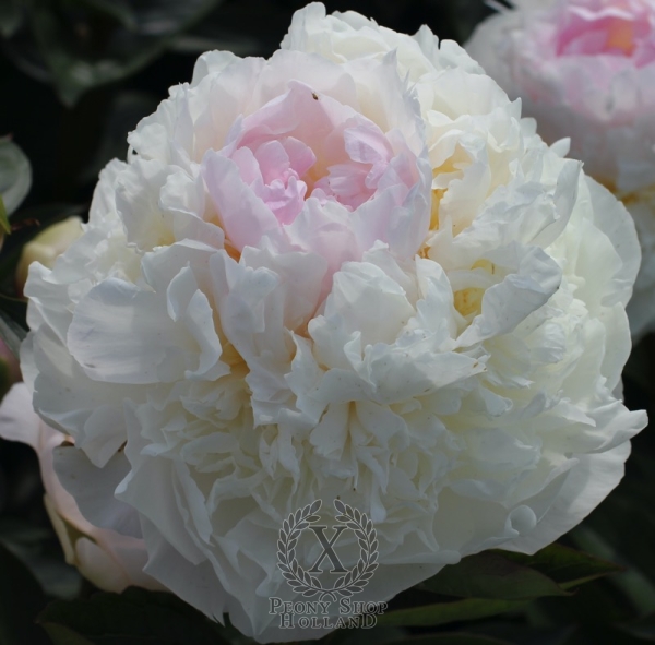 Peony Blush Queen