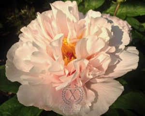 Thumbnail of Peony Blushing Princess, image 1 of 1