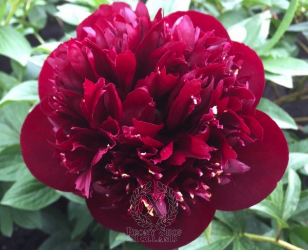 Peony Bob