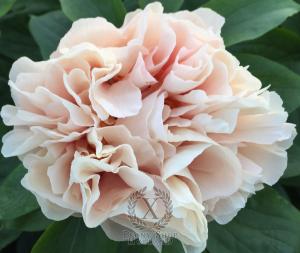 Thumbnail of Peony Bona Dea®, image 1 of 4