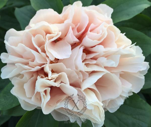 Peony Bona Dea®