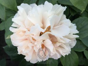 Thumbnail of Peony Bona Dea®, image 2 of 4