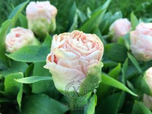 Thumbnail of Peony Bona Dea®, image 3 of 4