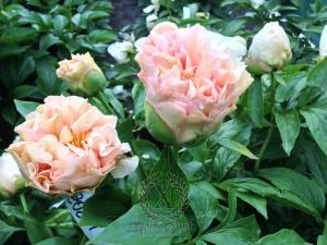 Thumbnail of Peony Bona Dea®, image 4 of 4