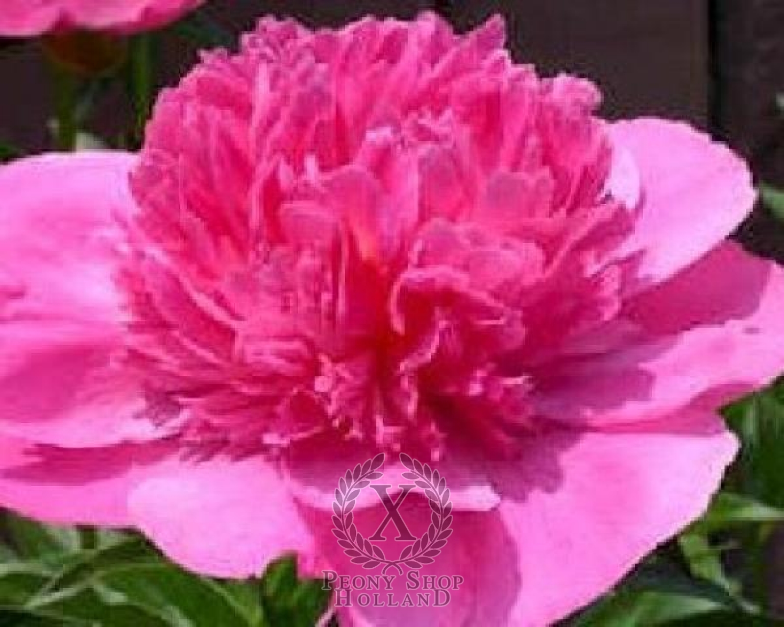 Perfect peony