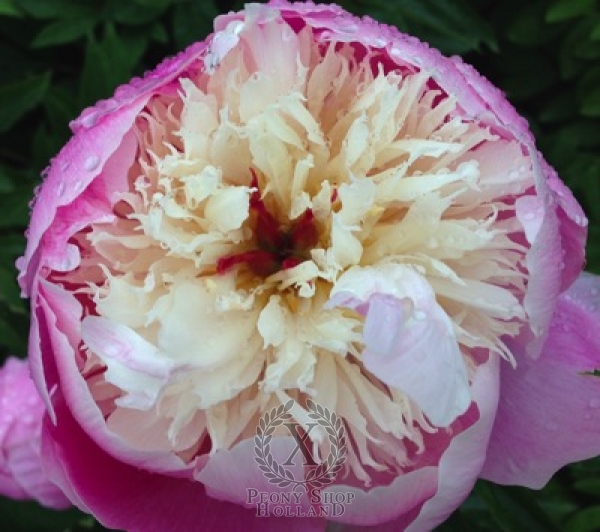 Peony Bowl of Beauty