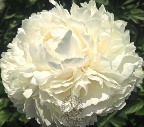 Peony Bowl of Cream