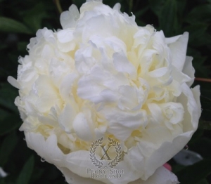 Thumbnail of Peony Bridal Gown, image 1 of 1
