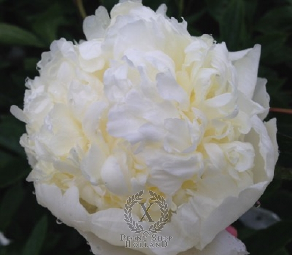 Peony Bridal Gown