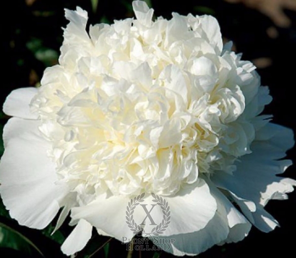 Peony Bridal Grace