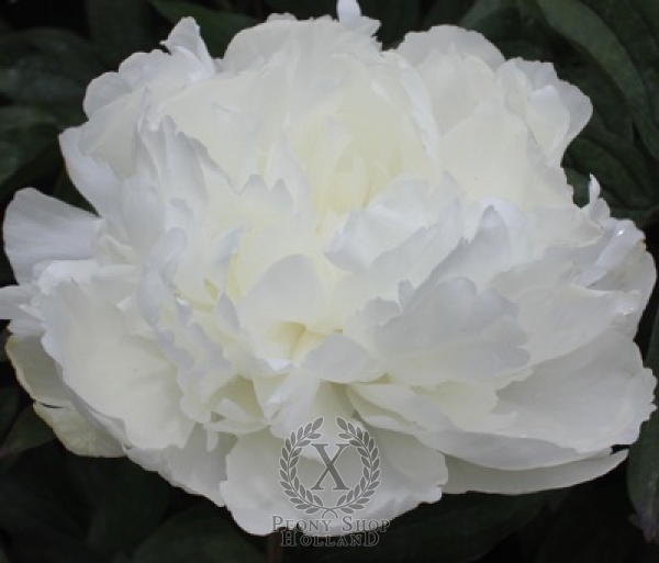 Peony Bright White